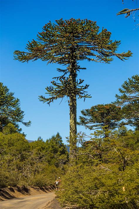 Araucaria araucana - Wikipedia | Fotografía de árboles, Plantación de árboles, Bocetos de árboles