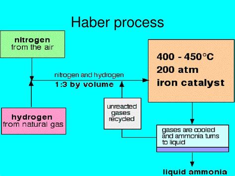 PPT - The Nitrogen Cycle PowerPoint Presentation - ID:368207