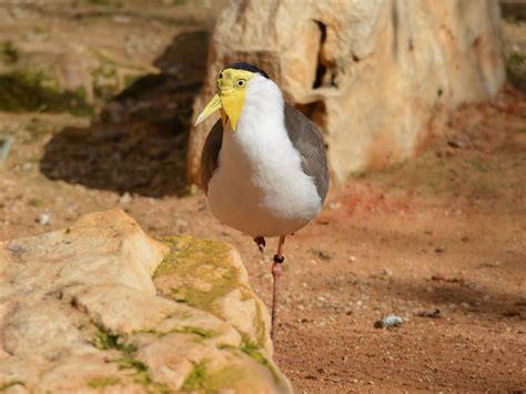 The Online Zoo - Masked Lapwing