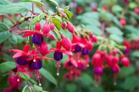 Pendientes de la reina (Fuchsia hybrida)