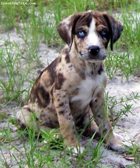 Everything Top Dog: Catahoula Leopard