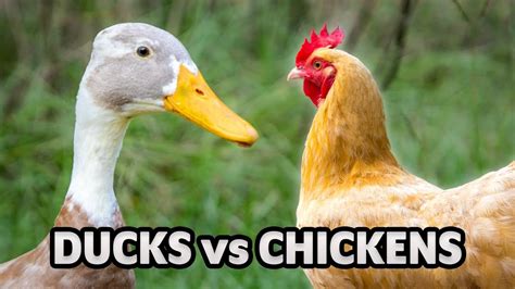 Can ducks and chickens live together? - YouTube