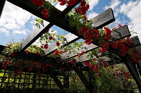 Pergola Climbing Plants - Cedarbrook