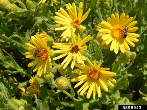 ragwort (Genus Senecio)