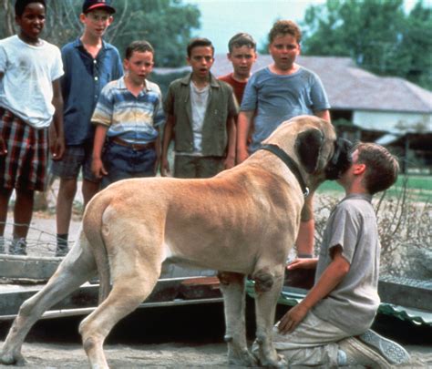 The definitive ranking of movie dogs | KSDK.com