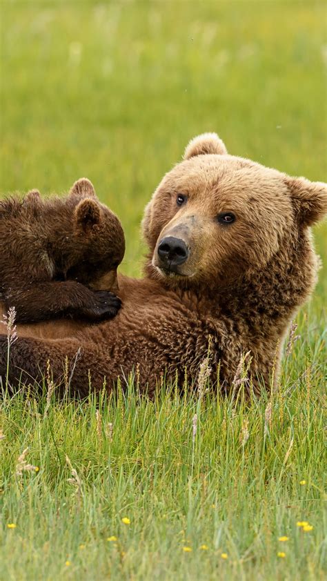 Bear Cubs Playing On Mom - Mobile Abyss