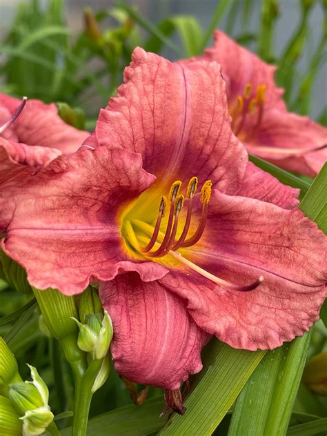 Rosy Returns Daylily - Pahl's Market - Apple Valley, MN