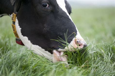 New research claims health benefits of grass-fed milk - Dairy Global