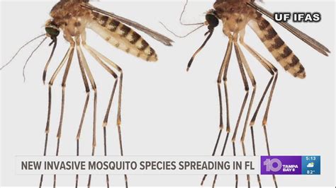 New invasive mosquito species spreading in Florida | wtsp.com