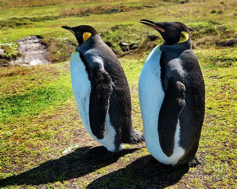 King Penguins, Falkland Islands, Stanley, South America Photograph by Yefim Bam