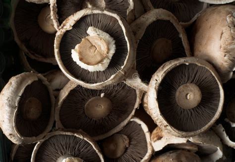 Common Brown Edible Mushrooms Stock Image - Image of lunch, fungi: 817961