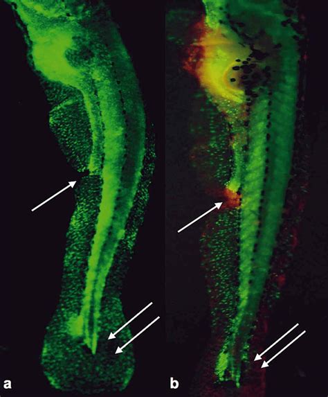 Zebrafish larvae: control (Fig. 3a) and larvae surviving to treatment ...