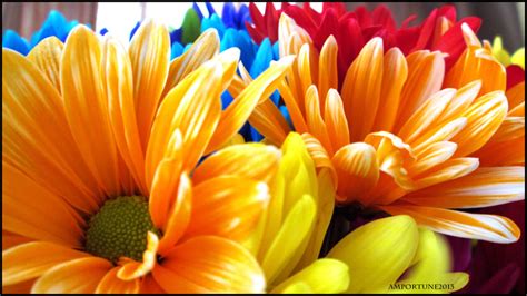 Rainbow Daisies by sintar on DeviantArt