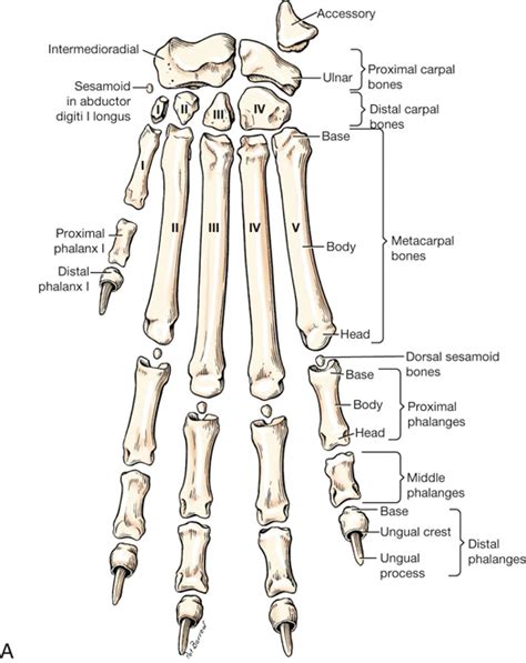 Can anyone identify these bones? Found on a hike through burnt cattle ...