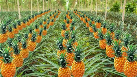 Pineapple Farming | अनानास की खेती | Ananas ki kheti kaise karen | cultivation of Pineapple in ...