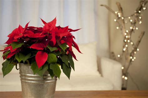 7 Poinsettia Arrangement Ideas for Every Type of Home | Apartment Therapy