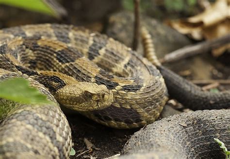 The Most Venomous Snakes Of Florida - WorldAtlas