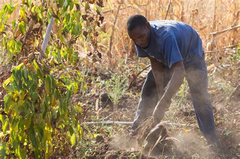 Harvesting Yams with Mejida - The Hauns in Africa