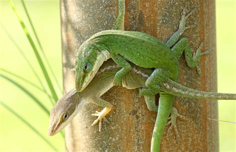 Sex Chromosomes Conserved Across Anoles and Beyond – Anole Annals