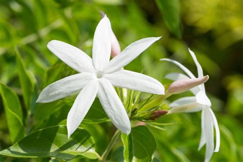 Jasmine Plant Types: Common Varieties Of Jasmine Plants | Jasmine plant ...