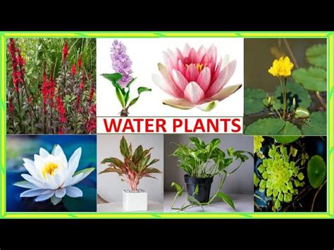 Water Plants Vocabulary Aquatic Plants Name In English Easy, 53% OFF