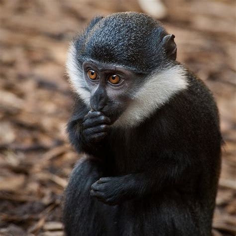 Zoo News Digest: Mini monkey roped into conservation action