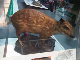 Water chevrotain | Hyemoschus aquaticus facts