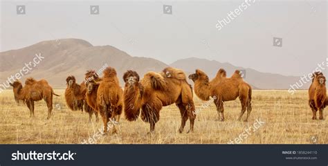 Bactrian-camel Images, Stock Photos & Vectors | Shutterstock