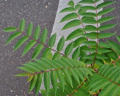 Tree of Heaven (Ailanthus altissima) - Tualatin Soil and Water ...