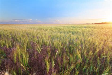 Wheat fields of Ukraine stock photo. Image of lights - 135431670