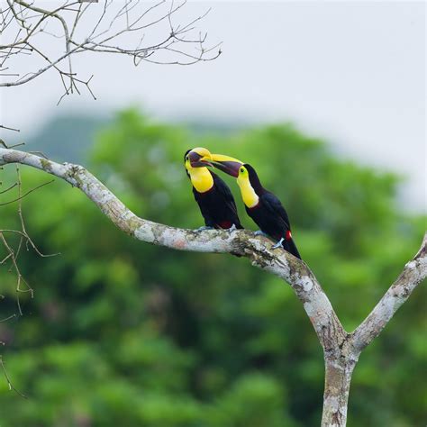 Panama Rainforest Discovery Center, Гамбоа: лучшие советы перед посещением - Tripadvisor