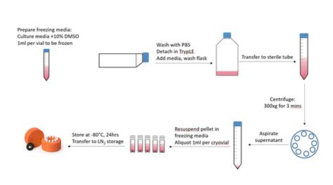 Freezing cancer cell lines