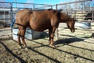 foaling signs in horses