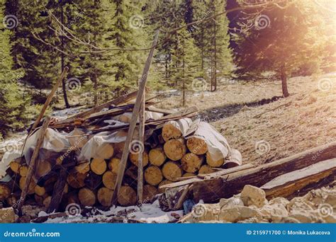 Pile of Timber Logs on the Forest Meadow.High Quality Photo Stock Photo - Image of chunks, logs ...