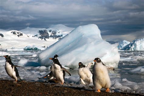 Gentoo Penguin Facts, Habitat, Predators, Lifespan, Pictures