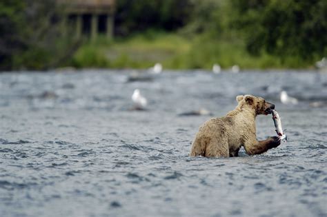 bear eating salmon | FishingTripToAlaska.com