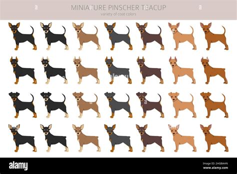 Miniature pinscher teacup clipart. Different poses, coat colors set. Vector illustration Stock ...