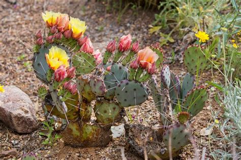 Prickly Pear: How to Grow and Care for Opuntia Cactus | Garden Design