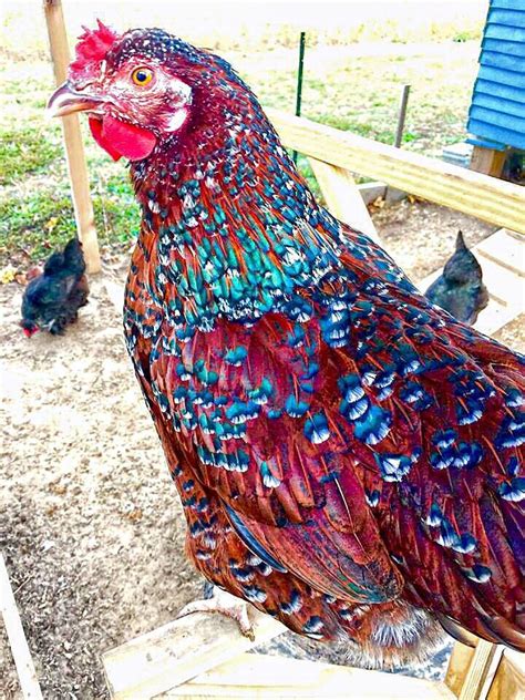 Pin by Dorothea Brissette on for pets | Beautiful chickens, Fancy chickens, Pet chickens