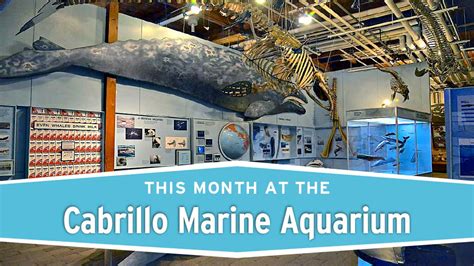 This Month at the Cabrillo Marine Aquarium | Alive! News