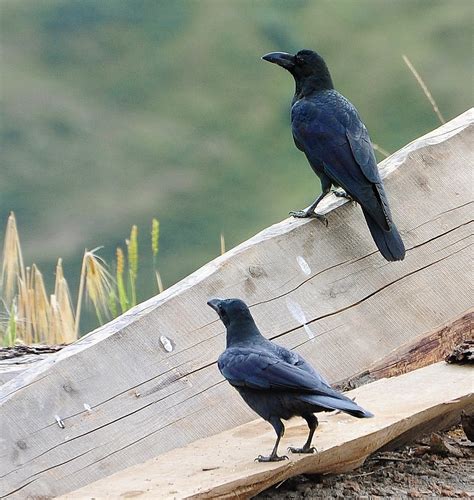 Corvus macrorhynchos, Large-billed Crow | Like to see the pi… | Flickr