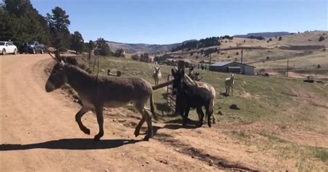 Cripple Creek donkeys released from their winter pens