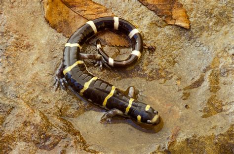 Salamander Facts | Missouri Department of Conservation