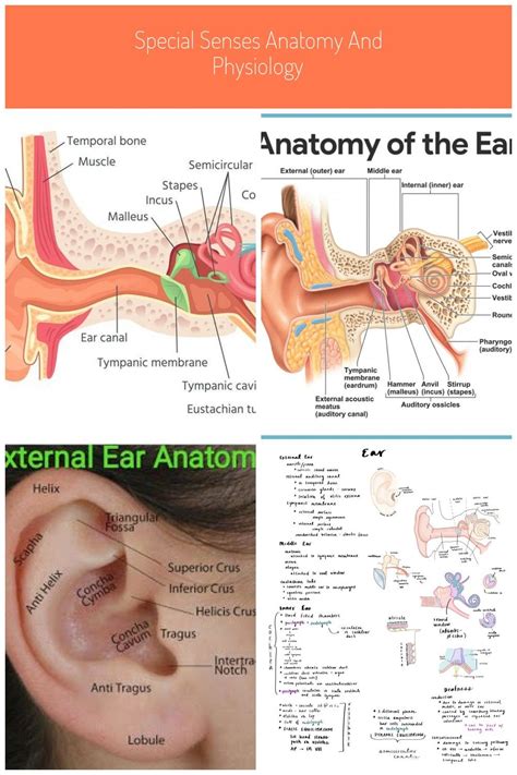 #ear anatomy | Anatomy and physiology, Physiology, Anatomy