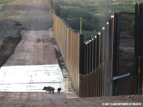 Border wall threatens biodiversity | Science Codex