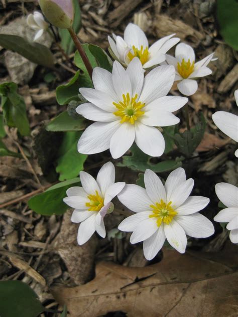 Rotary Botanical Gardens - Hort Blog: Bloodroot (Sanguinaria canadensis)