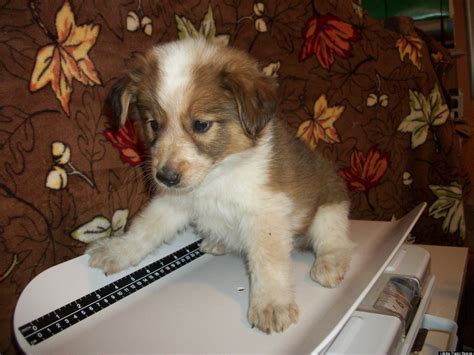 Adopt A New Best Friend This Week From A New Litter Of Puppies At Lifeline Puppy Rescue (PHOTOS ...