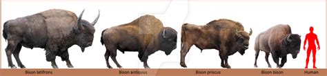 Блогът на valentint :: Largest prehistoric animals vol. 1Vertebrates part1 Mammals ch. 15 Bisons ...