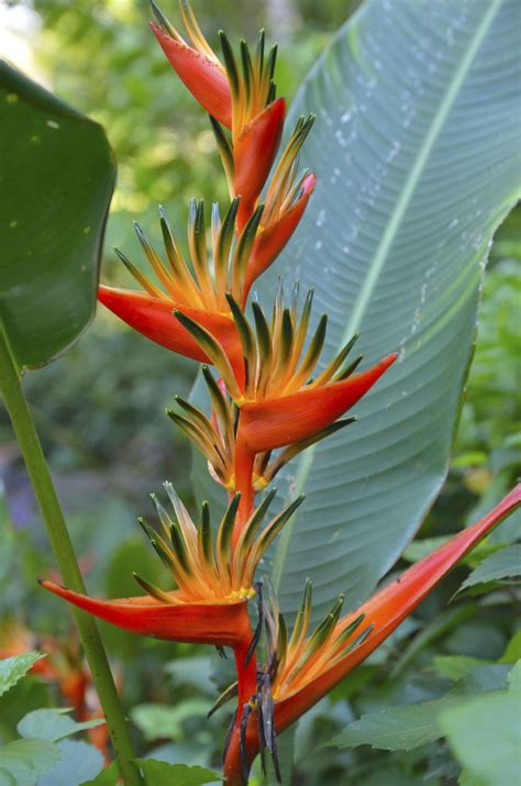 Bird Of Paradise - Database Plants