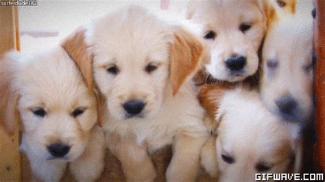 Cute Dogs GIF - Find & Share on GIPHY